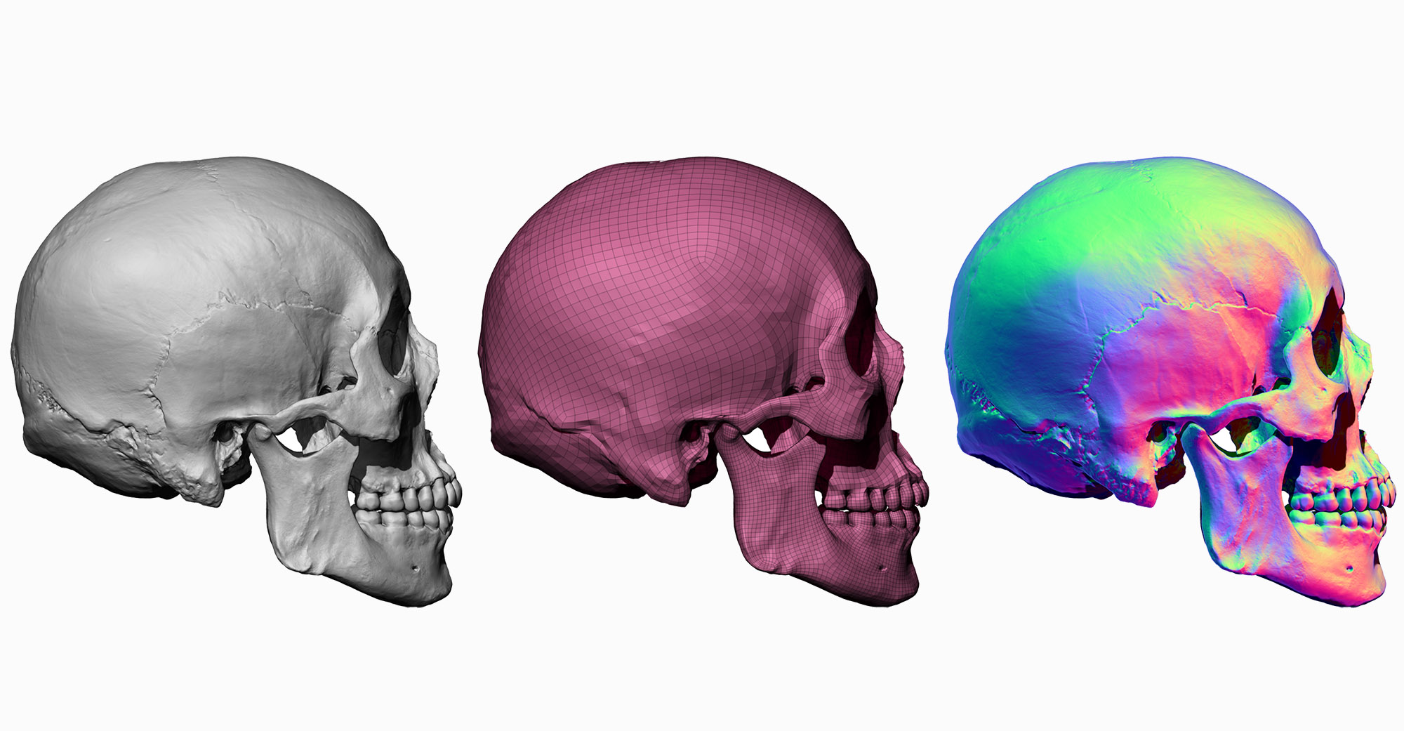 Asian male model cranium Material Zrush Render